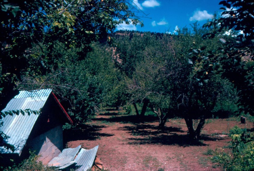 The Hidden Valley Fruit Farm apple orchard, August 1972
